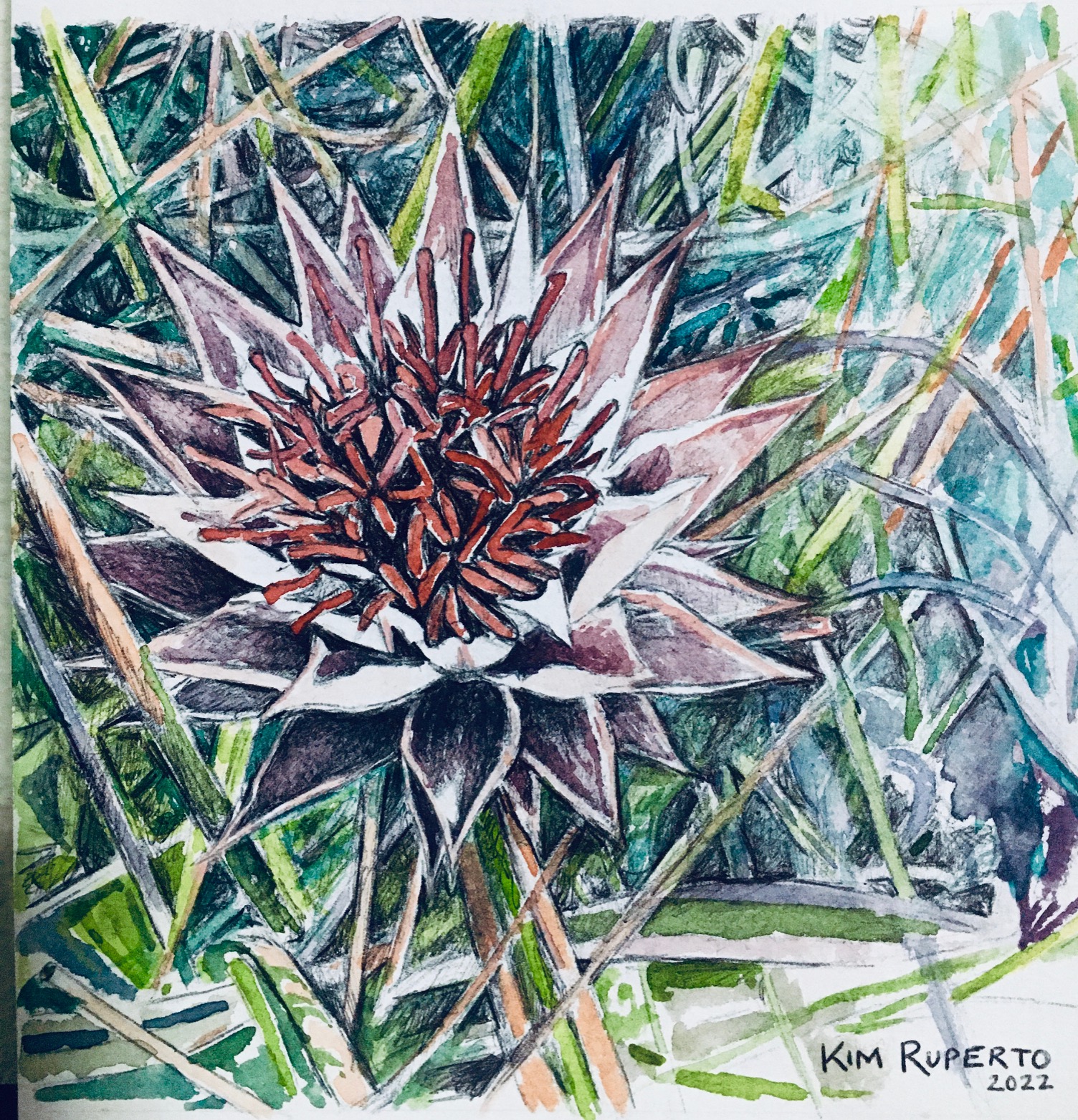 Magical Fynbos